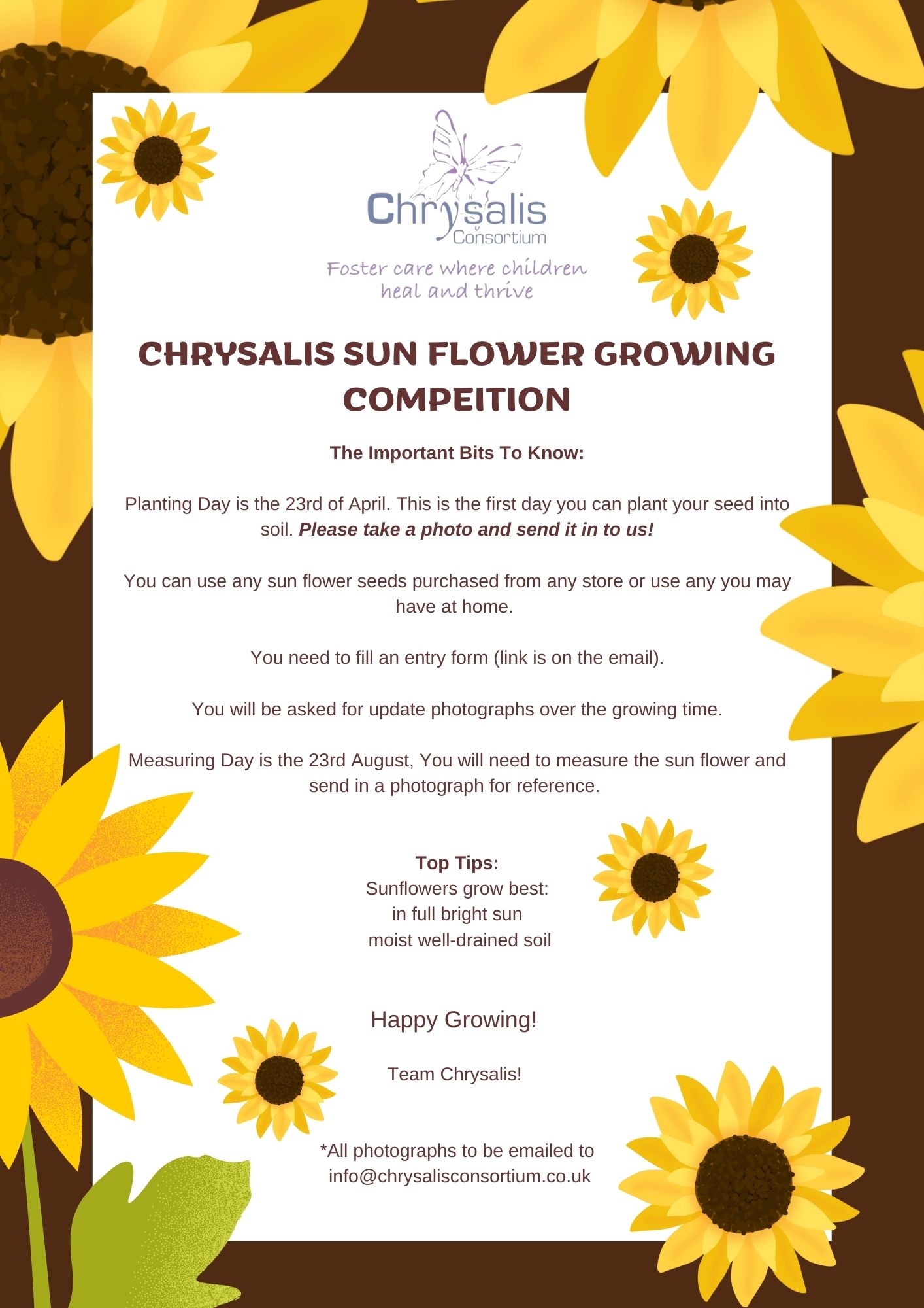 Sunflower Growing Competition - Chrysalis